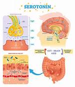 Does Brahmi Increase Serotonin?