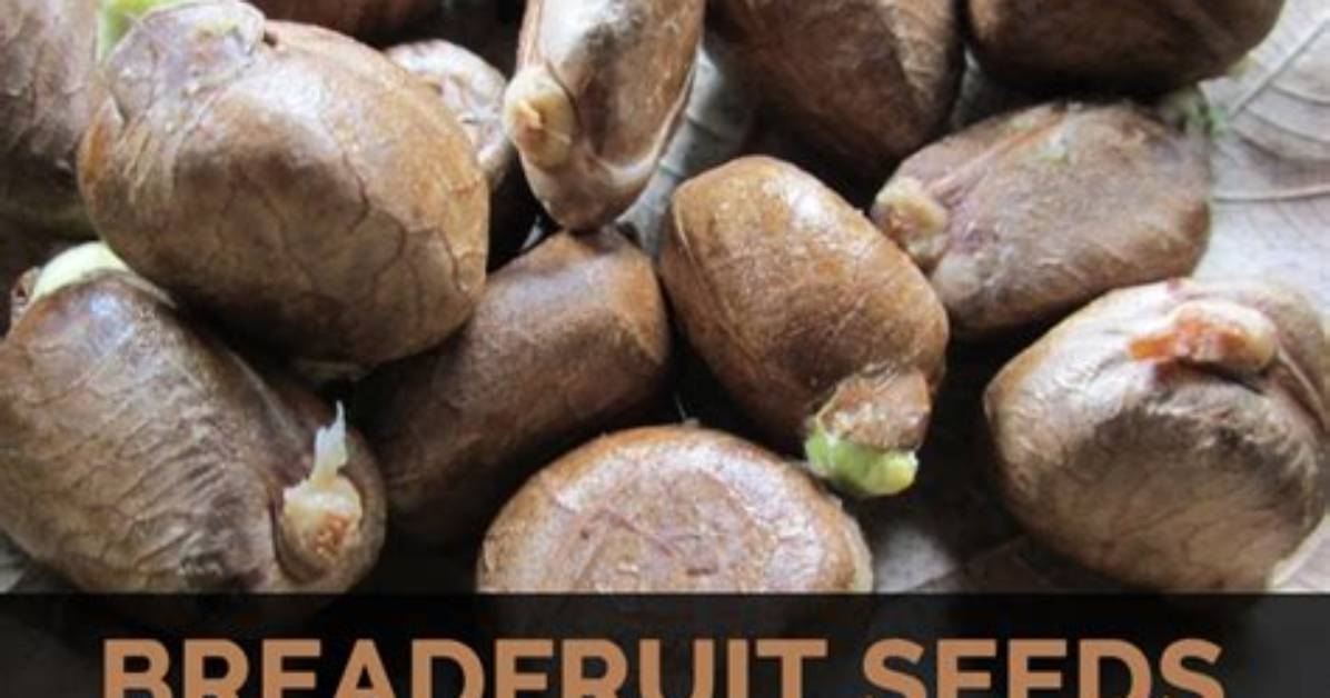 Does Breadfruit Have Seeds?