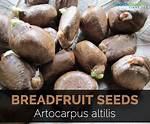 Does Breadfruit Have Seeds?