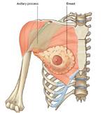 Does Breast Tissue Extends into Armpit?