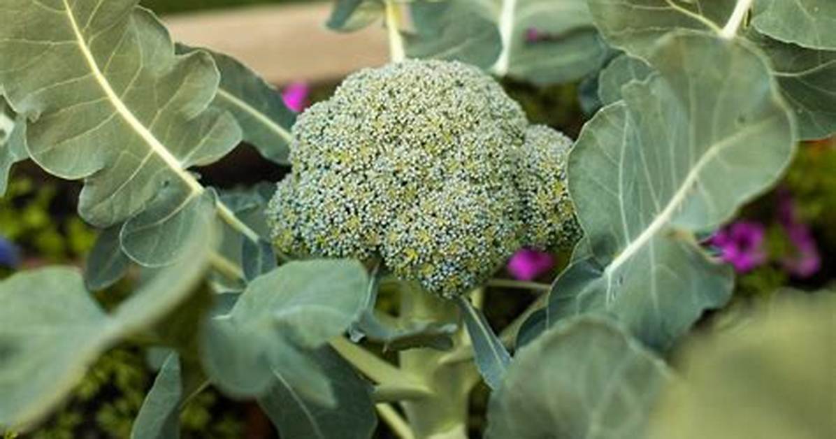 Does Broccoli Flower When Growing?