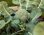 Does Broccoli Flower When Growing?