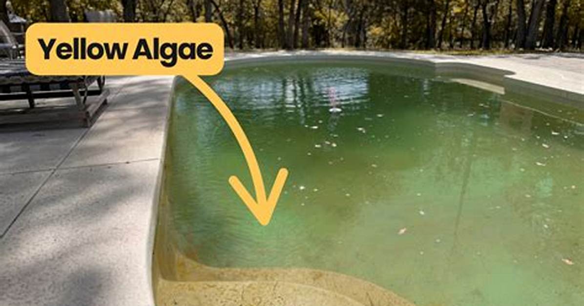 Does Bromine Kill Algae?