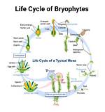 Does Bryophytes Have Embryo?