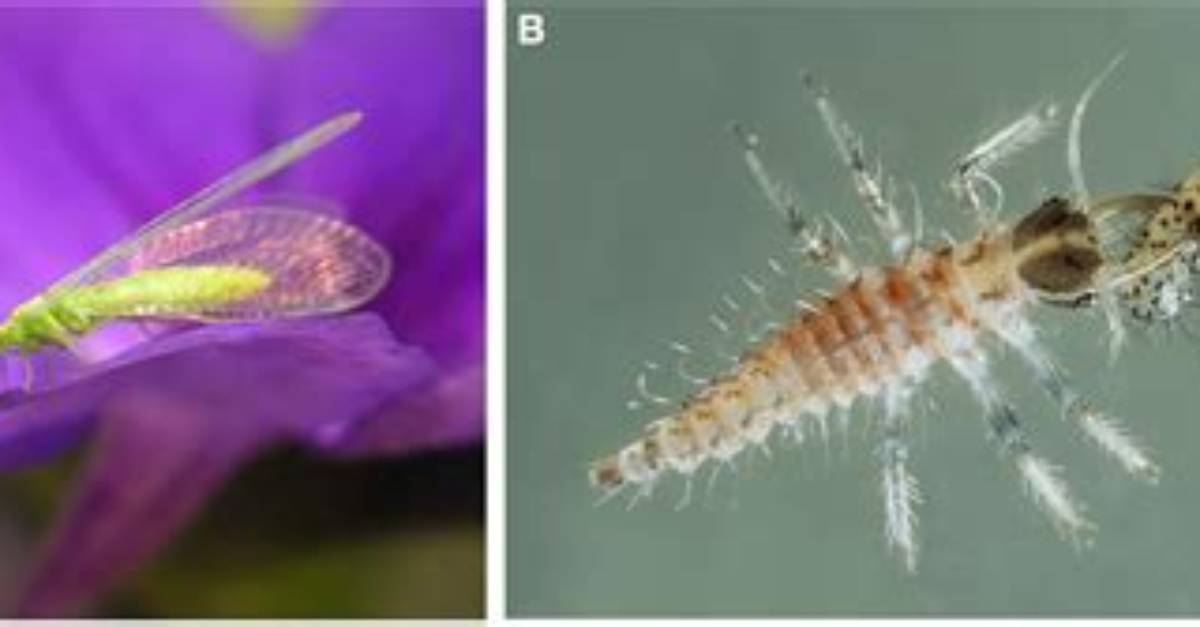 Does Bt Kill Lacewings?