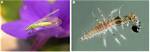 Does Bt Kill Lacewings?