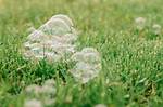Does Bubble Soap Kill Grass?