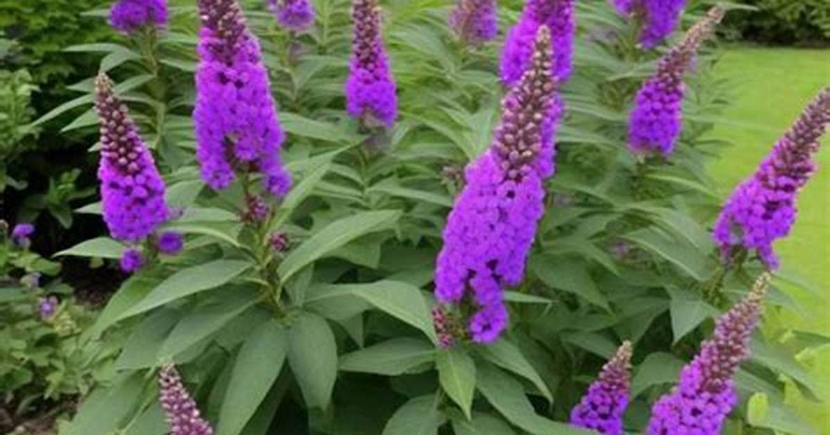 Does Buddleia Self Seed?