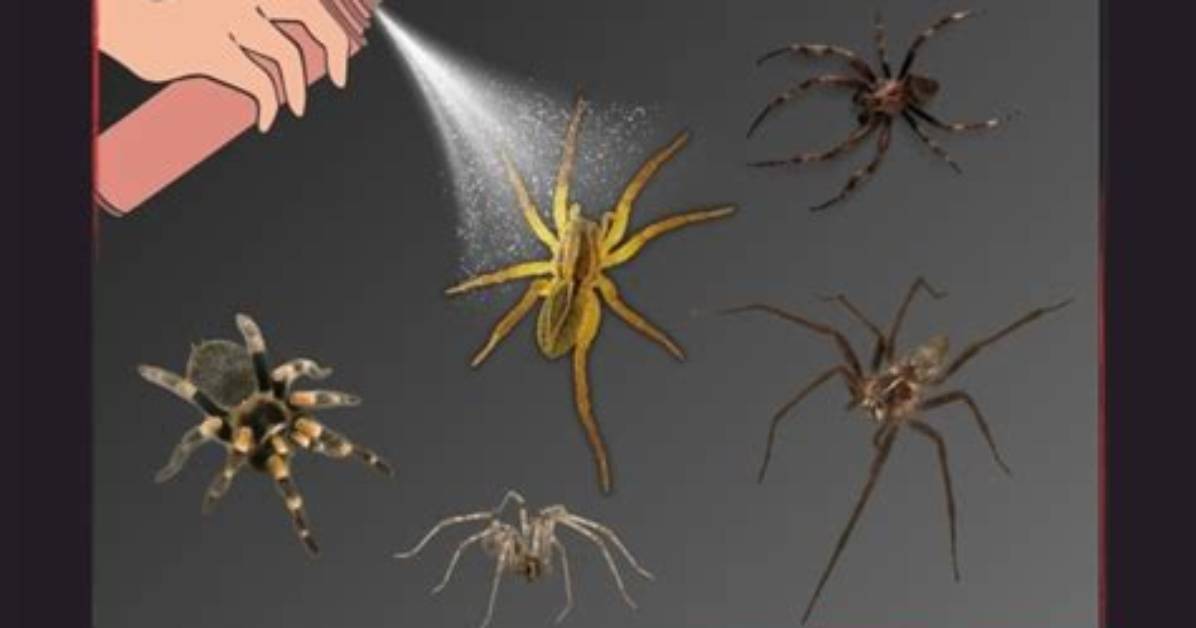 Does Bug Spray Kill Spiders