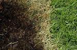 Does Burnt Grass Grow Back