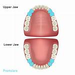 Does Byte Move Premolars?