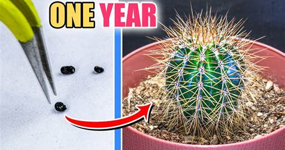 Does Cactuses Grow Back?