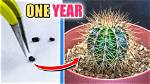 Does Cactuses Grow Back?