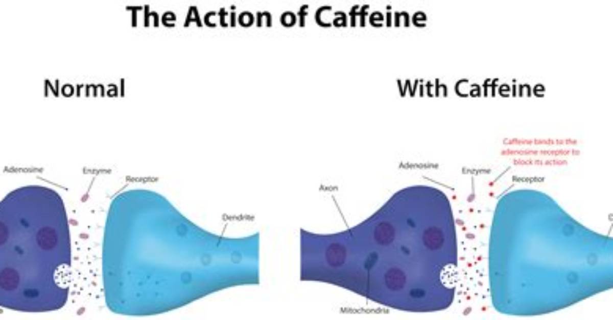 Does Caffeine Block Dao?