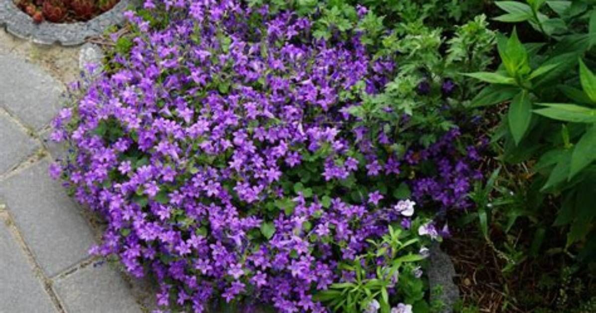 Does Campanula Grow Back