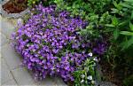 Does Campanula Grow Back