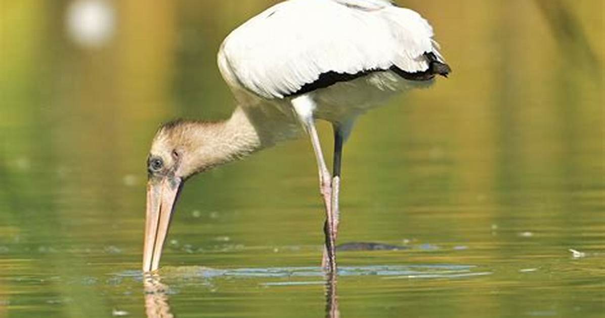 Does Canada Have Storks?