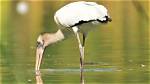 Does Canada Have Storks?