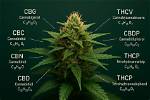 Does Cannabinoids Have Cbd?
