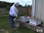 Does Captan Hurt Bees?