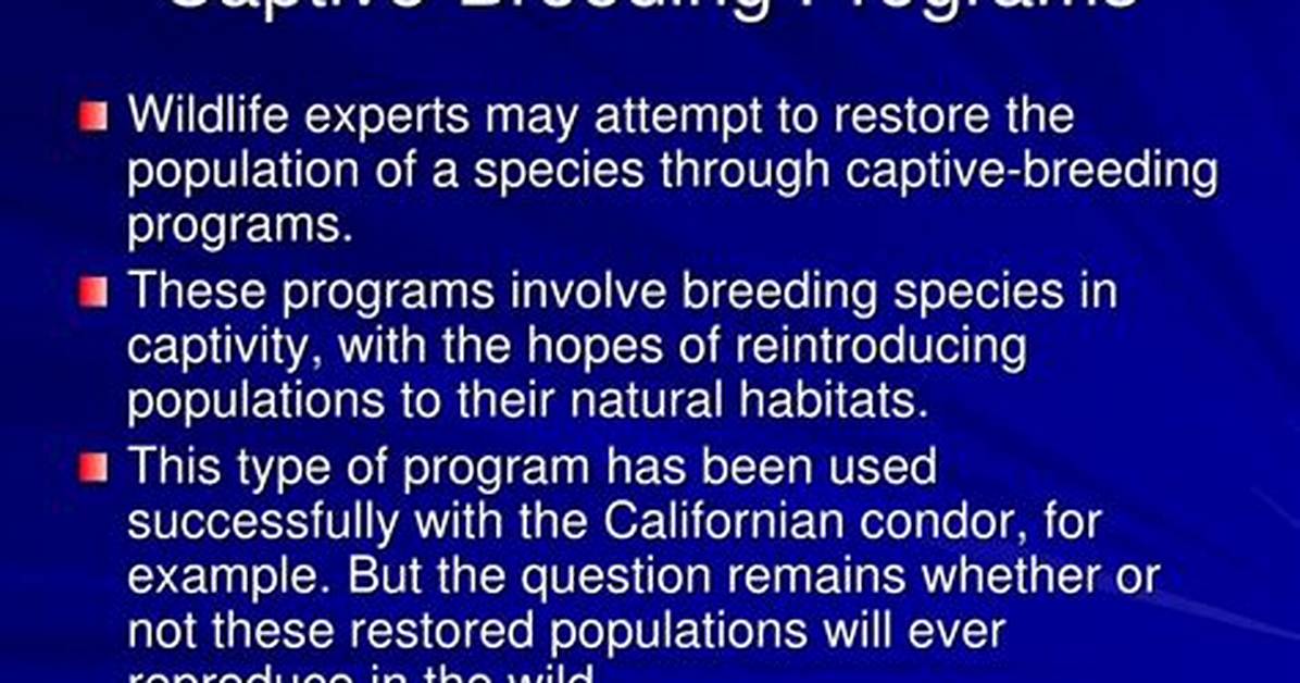 Does Captive Breeding Programmes Increase Biodiversity?
