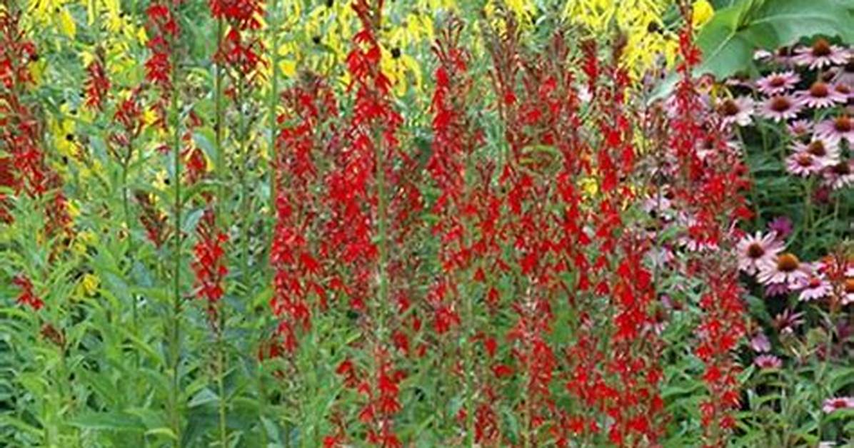 Does Cardinal Flower Spread?