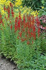 Does Cardinal Flower Spread?