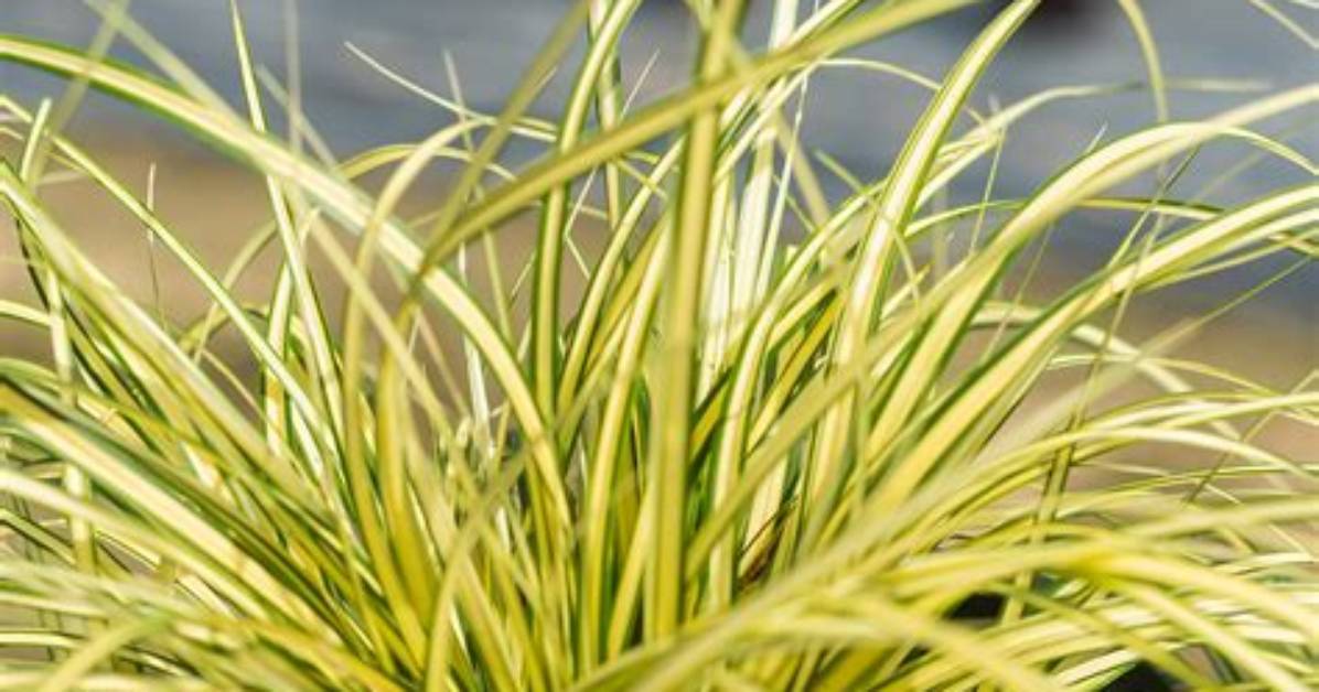 Does Carex Evergold Spread?