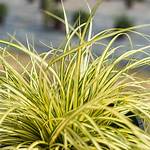 Does Carex Evergold Spread?