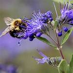 Does Caryopteris Attract Bees?