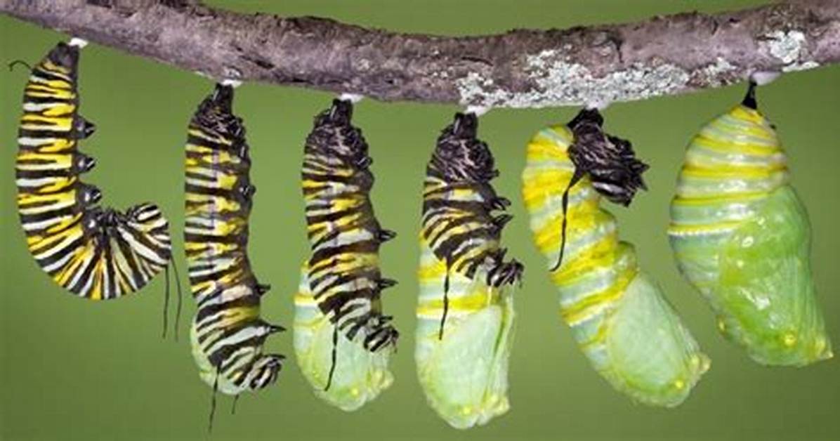 Does Caterpillars Make Cocoons?