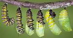 Does Caterpillars Make Cocoons?