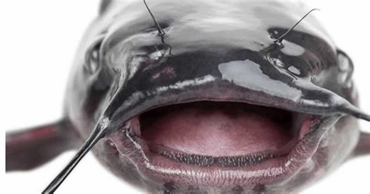 Does Catfish Have Teeth