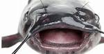 Does Catfish Have Teeth