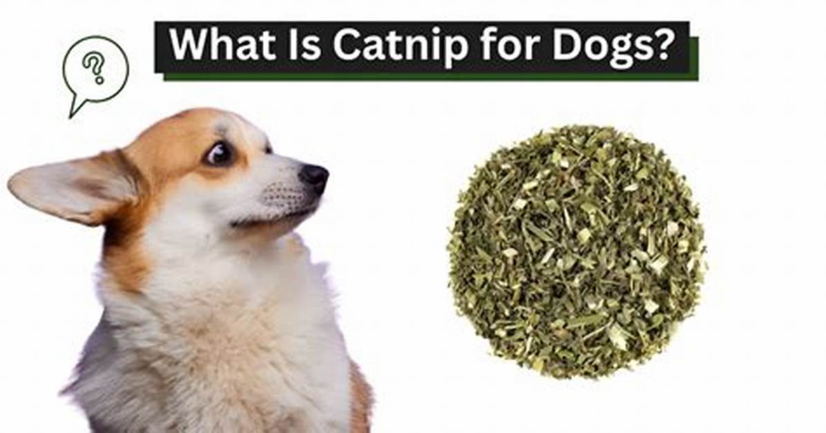 Does Catnip Affect Dogs