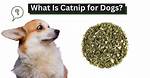 Does Catnip Affect Dogs