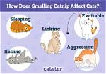 Does Catnip Do to Cats?