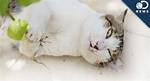 Does Catnip Get Cats High