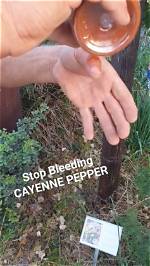 Does Cayenne Stop Bleeding?