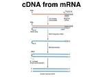 Does cDNA Have Introns