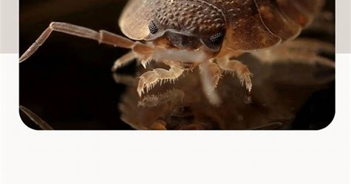 Does Cedar Repel Bugs?