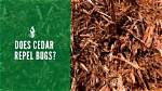 Does Cedar Repel Bugs?