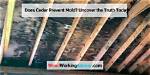 Does Cedar Resist Mold