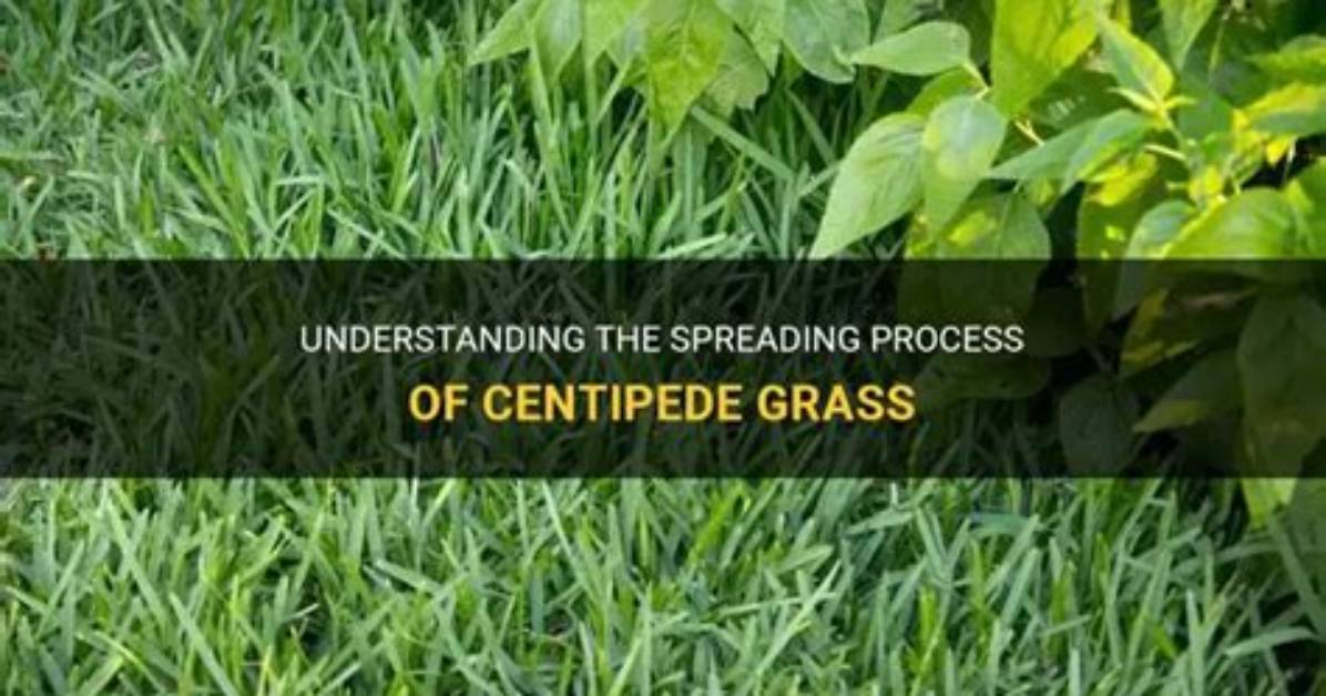 Does Centipede Grass Spread?