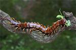 Does Centipede Has Poison?
