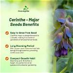 Does Cerinthe Self Seed?