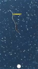 Does Ceviche Kill Parasites?