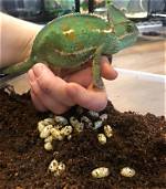Does Chameleons Lay Eggs?