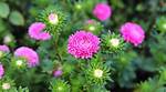 Does China Asters Self Seed?