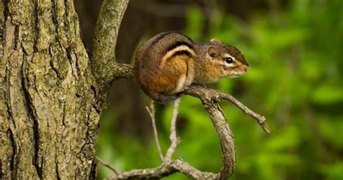 Does Chipmunks Climb Trees?